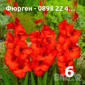 Луковици на гладиоли, снимка 7 - Разсади - 48813055