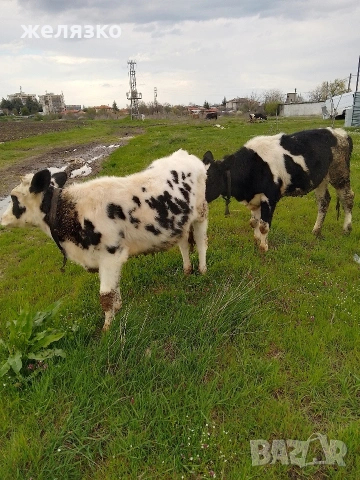 женски телета , снимка 2 - Крави - 54271446