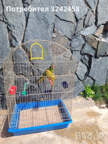 Продавам какарики, снимка 2 - Папагали - 54089738