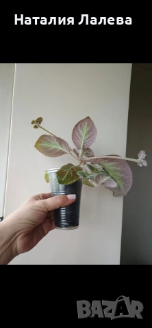 Еписция, episcia Jim's canadian sunset, снимка 4 - Стайни растения - 54288093