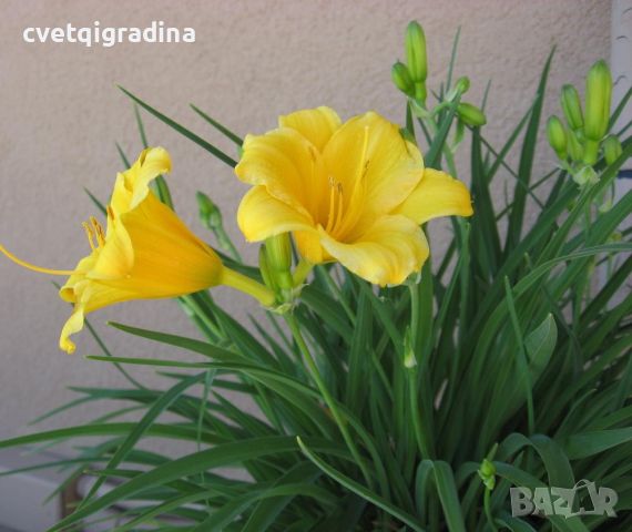 Hemerocallis Big Time Happy(Хемерокалис Голямо щастие), снимка 3 - Градински цветя и растения - 46200426