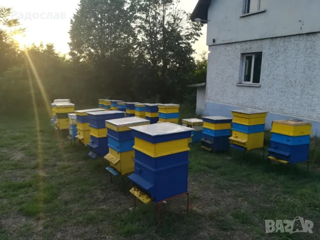 Пчелен Мед реколта 2025г,ливадни билки, букет,кошери, пчели, здраве, снимка 6 - Пчелни продукти - 32625006