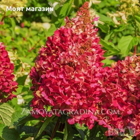 Хортензия Paniculata Wim's Red