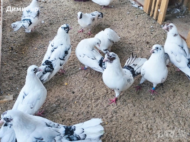 Закъртени гълъби , снимка 4 - Гълъби - 53854300