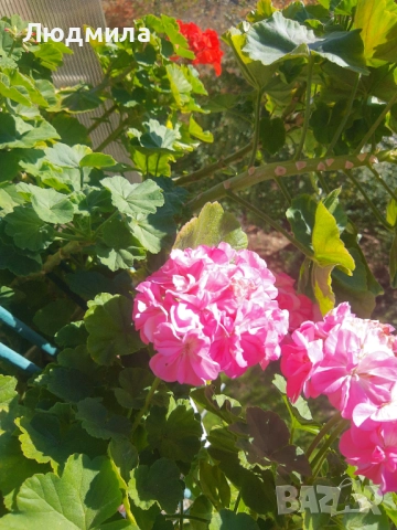 Мушкато,много богати,големи сандъчета с над 10 корена,последни бройки., снимка 13 - Стайни растения - 52235443