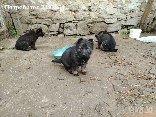 Немски Овчарки, снимка 2 - Немска овчарка - 54010323