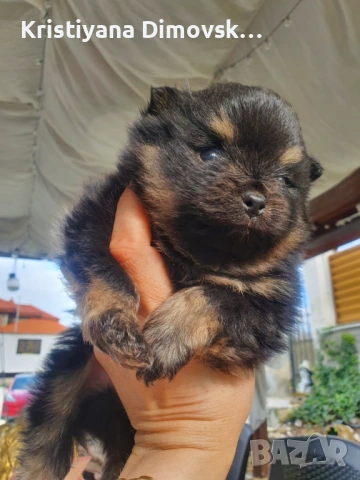 Продавам померан , снимка 7 - Померан - 54177752