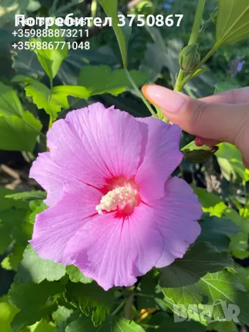 Hibiscus syriacus / Дървовидна Ружа , снимка 2 - Градински цветя и растения - 46952577