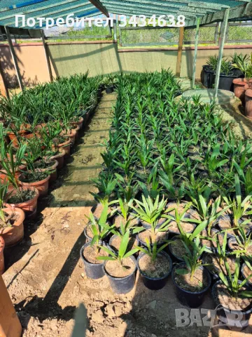 Продавам Студоустойчиви палми Трахикарпус., снимка 3 - Градински цветя и растения - 50184438