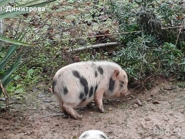 Виетнамски прасета, снимка 7 - Прасета - 51691763
