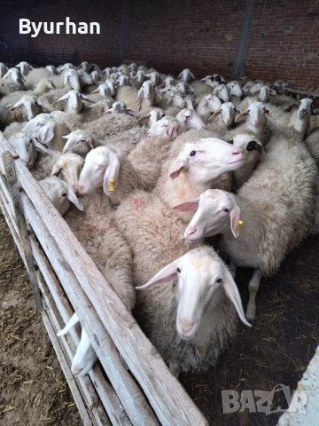 Заплодени Асаф Шилета