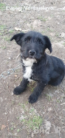 подарявам кученца, снимка 7 - Други - 53853367