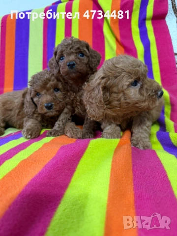 Малки той пуделчета 