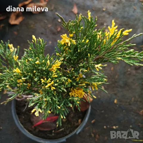 Вариегатна Хвойна,  Juniperus sabina ‘Variegata’!!!, снимка 1 - Градински цветя и растения - 48017601