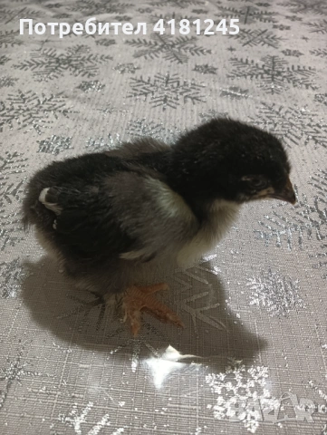 Пилета маран черно сребро, снимка 2 - Кокошки и пуйки - 53817601