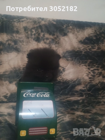 Свободно момче померан 