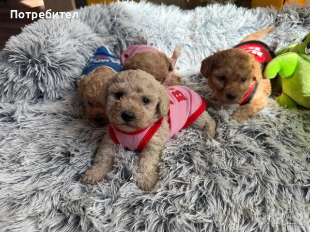 Той пудели , снимка 3 - Пудели - 53763852