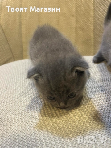 Малки пухкави съкровища търсят своя нов дом! 🐾, снимка 4 - Британска късокосместа - 53889145