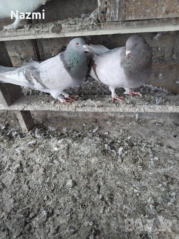 продавам гълъби , снимка 5 - Гълъби - 53939048