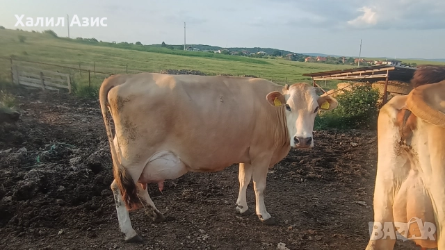 Продавам стадо крави джарсей. 34 броя редовни дойни. Повечето са бременни 7-ми месец., снимка 10 - Крави - 52032985