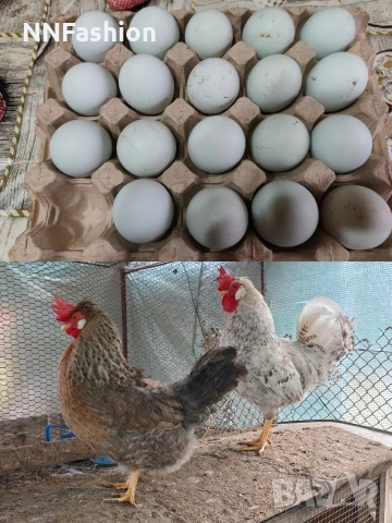 яйца за люпене 