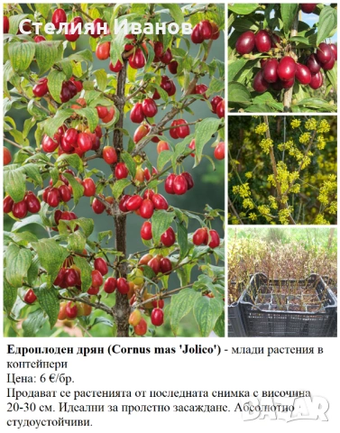 ПЛОДНИ ХРАСТИ В КОНТЕЙНЕРИ, снимка 15 - Градински цветя и растения - 53447504