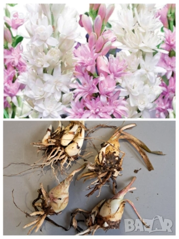 Полиантес тубероза - луковици 10бр.