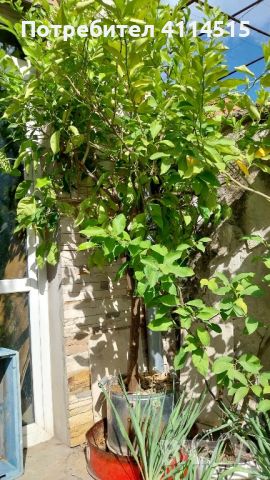 Лимонови дръвчета, снимка 7 - Стайни растения - 45980513