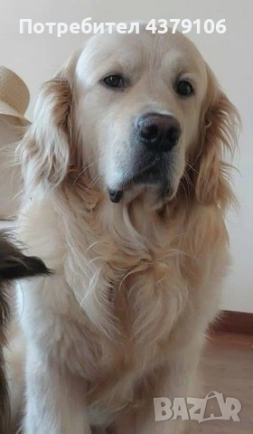 Голдън ретривър момче родословен баща, снимка 12 - Голдън ретривър - 53036033