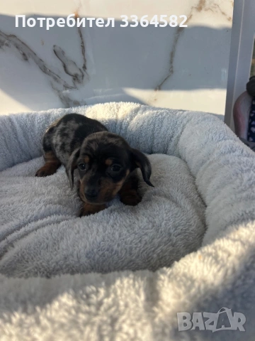 Дакел, снимка 8 - Дакели - 53977935