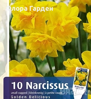 Луковици НАРЦИС, снимка 11 - Сортови семена и луковици - 46827345