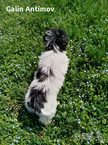 Кокер лагото, снимка 8 - Кокер шпаньол - 54045910