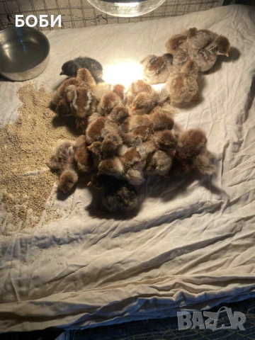 пилета катунски