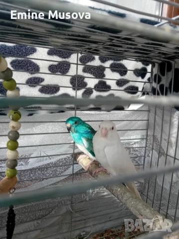 Пойни папагали , снимка 2 - Папагали - 53023865