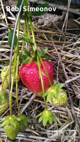 Искаш богата реколта от сладки и ароматни ягоди предлагам ти качествен расад клаудия и скала , снимка 6 - Градински цветя и растения - 53724007