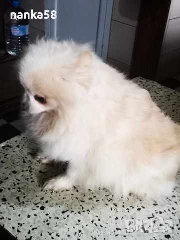 Продавам женско померанче , снимка 2 - Померан - 53438153