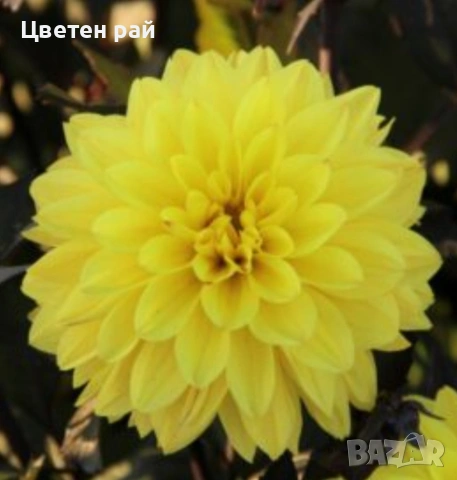 Грудки на няколко цвята далии , снимка 16 - Градински цветя и растения - 53770861