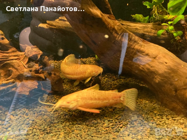 Аквариум 560л 200х45х60 + метална стойка, снимка 10 - Оборудване за аквариуми - 53537191