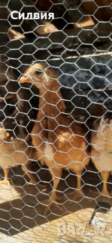 Пилета Ломан Браун, снимка 1