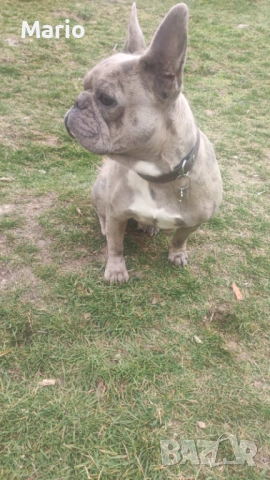 Френски Булдог, снимка 7 - Френски булдог - 53883096