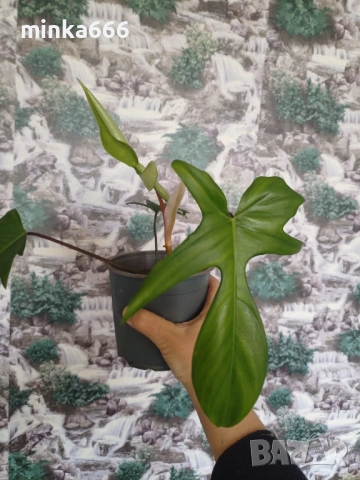 Разкошен филодендрон Флорида