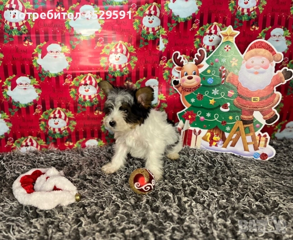 Бивер Бивър йорки йоркширски териер, снимка 5 - Йоркширски териер - 52369659