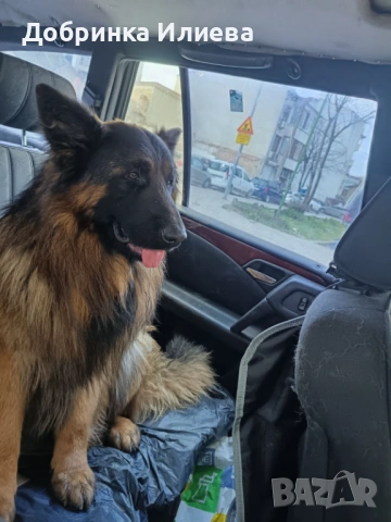 Продавам елитни немски овчарки, на 4 месеца, три ваксини, обезпаразитени., снимка 11 - Немска овчарка - 53387270