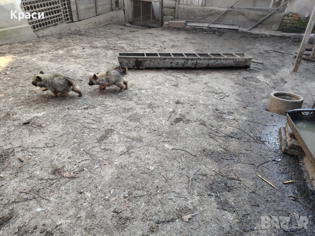 Белгийска овчарка , снимка 4 - Други - 53852301