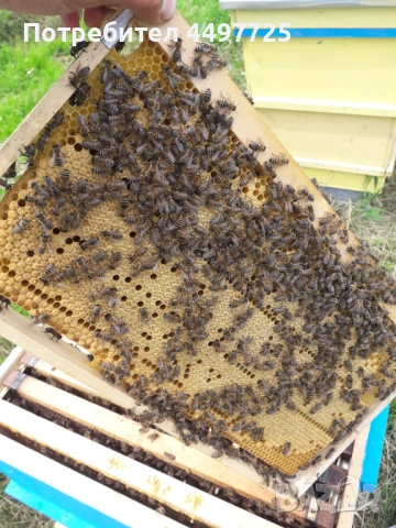 Рамки с пило[пчели] и отводки, снимка 2 - Други животни - 53892042