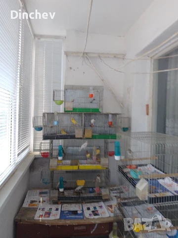 Васлотонски Орфей мъжки и женски., снимка 1