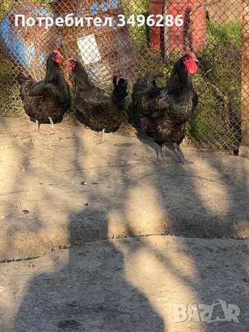 Продавам яйца от Джърси гигант, снимка 6 - Кокошки и пуйки - 53771622