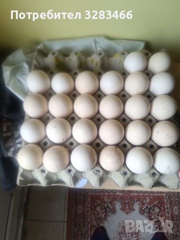 Пуешки- оплодени яйца, снимка 1 - Кокошки и пуйки - 45998134