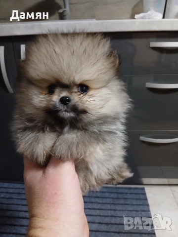 Померан, снимка 3 - Померан - 53254493
