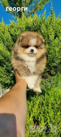 померан мини померан, снимка 11 - Померан - 50964936
